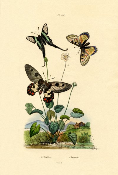 Falscher Apollo von French School